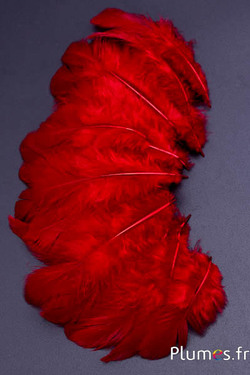 Gallina - 5-7 cm - carmino